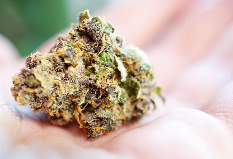 10 Easy Ways to Tell If Your Weed is Good Quality