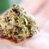 10 Easy Ways to Tell If Your Weed is Good Quality